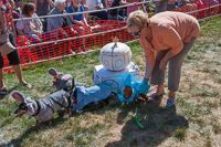 Cinderella, her coach, and horses were the dachshund costume contest winners for Oktoberfest 2015.