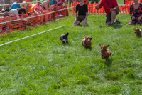 The Dachshund Derby at Oktoberfest 2016.